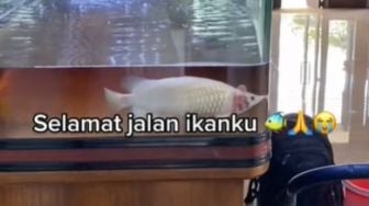 Viral Ikan Rp 700 Juta Mati di Akuarium, Bikin Perasaan Warganet Campur Aduk