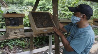 Petugas Dinas Pertamanan dan Hutan Kota DKI Jakarta memeriksa sarang lebah madu yang dibudidayakan di Hutan Kota Srengseng, Kembangan, Jakarta, Rabu (16/6/2021). [Suara.com/Angga Budhiyanto]