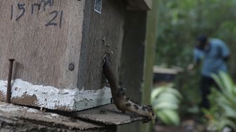 Lebah madu jenis Heterotrigona Itama berada di sarangnya yang dibudidayakan di Hutan Kota Srengseng, Kembangan, Jakarta, Rabu (16/6/2021). [Suara.com/Angga Budhiyanto]