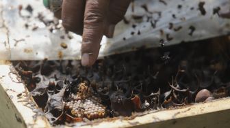 Intip Budidaya Lebah Madu di Hutan Kota Srengseng