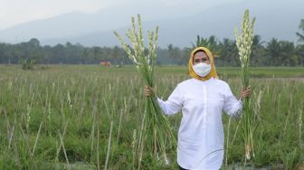 Jadi Perlintasan Menuju Wisata Anyer, Daerah Ini Bakal Jadi Argowisata Bunga Sedap Malam