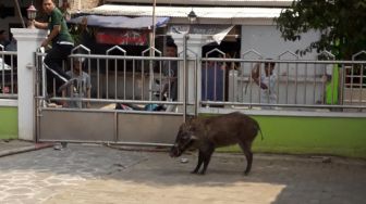 Petani di Cipanas Diseruduk Babi Hutan Hingga Tersungkur saat Nyangkul