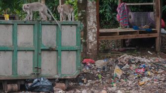 Sejumlah monyet ekor panjang (Macaca fascicularis) mencari makanan di tumpukan sampah limbah rumah tangga di Gunung Kencana, Lebak, Banten, Kamis (17/6/2021). ANTARA FOTO/Muhammad Bagus Khoirunas