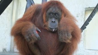 Hari Konservasi Alam Nasional 2021, KLHK Lepasliarkan 2 Orangutan Sumatera