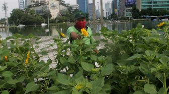 Petugas menata bunga Matahari di Bundaran HI, Jakarta, Jumat (18/6/2021).  [Suara.com/Dian Latifah]