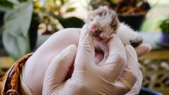 Dokter hewan dari Pemerintah Kabupaten Bangka memeriksa anak kucing berwajah dua di Sripemandang Sungailiat, Kabupaten Bangka, Provinsi Kepulauan Bangka Belitung, Kamis (17/6/2021).  ANTARA FOTO/Anindira Kintara