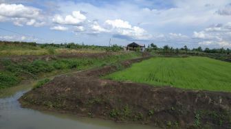 Aceh Besar Targetkan Luas Tanam Padi 14.000 Hektare di Musim Gadu