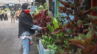 Warga merawat tanaman di Kampung Tangguh Jaya RW 13 Bidara Cina, Jakarta Timur, Sabtu (19/6/2021). [Suara.com/Alfian Winanto]