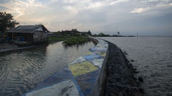 Tanggul beton berdiri dan tanaman-tanaman bakau muda tumbuh di pesisir Pulau Sabira, Kabupaten Kepulauan Seribu, DKI Jakarta, Minggu (20/6/2021). [ANTARA FOTO/Aditya Pradana Putra]