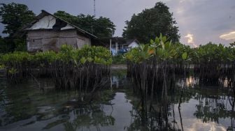 Tanaman-tanaman bakau muda tumbuh di dekat permukiman Pulau Sabira, Kabupaten Kepulauan Seribu, DKI Jakarta, Minggu (20/6/2021). [ANTARA FOTO/Aditya Pradana Putra]