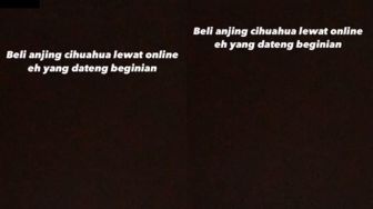 Viral Beli Anjing Cihuahua Lewat Online, Pas Datang Malah 'Cimbekmbek' Gemoy