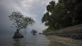 Tanggul beton berdiri dan tanaman-tanaman bakau muda tumbuh di pesisir Pulau Sabira, Kabupaten Kepulauan Seribu, DKI Jakarta, Minggu (20/6/2021). [ANTARA FOTO/Aditya Pradana Putra]