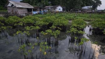 Upaya Mencegah Abrasi di Pulau Sabira