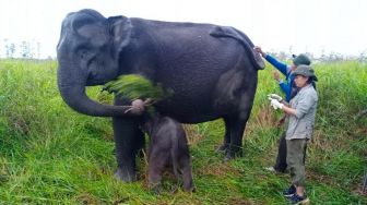 Anak Gajah Sumatra Lahir di Suaka Margasatwa Padang Sugihan
