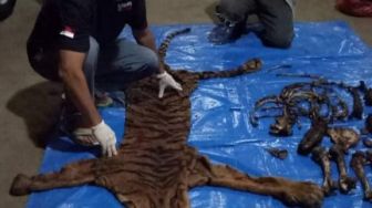 KLHK Tangkap Penjual Kulit dan Tulang Harimau Sumatera di Bengkulu