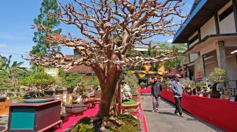 Pengunjung menyaksikan berbagai jenis Bonsai pada pameran bonsai bertajuk Pesona Bonsai Negeri Tembakau di halaman GOR Bambu Runcing Temanggung, Jateng, Selasa (22/6/2021).  ANTARA FOTO/Anis Efizudin