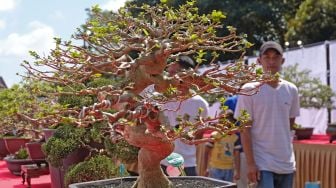 Pengunjung menyaksikan berbagai jenis Bonsai pada pameran bonsai bertajuk Pesona Bonsai Negeri Tembakau di halaman GOR Bambu Runcing Temanggung, Jateng, Selasa (22/6/2021).  ANTARA FOTO/Anis Efizudin