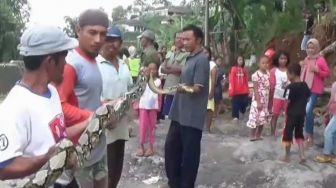 Ternak Sering Hilang, Warga Magetan Tangkap Sanca 4 Meter di Kandang