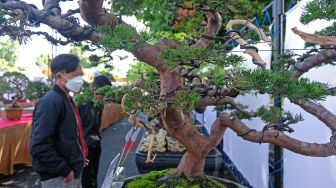 Pengunjung menyaksikan berbagai jenis Bonsai pada pameran bonsai bertajuk Pesona Bonsai Negeri Tembakau di halaman GOR Bambu Runcing Temanggung, Jateng, Selasa (22/6/2021).  ANTARA FOTO/Anis Efizudin