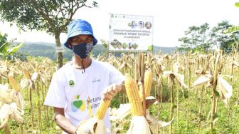 Bank bjb Dukung Kesejahteraan Petani Jagung lewat KUR Petani Milenial