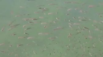 Terungkap! Ini Penyebab Ribuan Ikan Laut Muncul Kepermukaan Air di Tapteng
