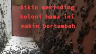 Merinding, Rumah Orang Ini Diserbu Ribuan Walang Sangit Sampai Bau Busuk