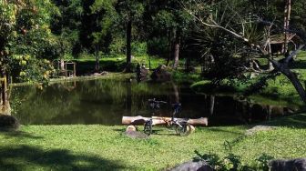Paru-paru Kota, Apa Fungsinya bagi Kita?