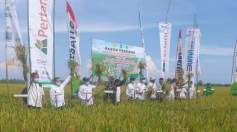 Mantap! Petani  Kalbar Bisa Panen Padi 4 Kali Setahun, Ini Sejarah di Indonesia