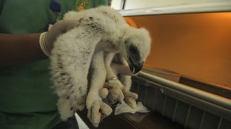 Dokter hewan menunjukkan anak burung Elang Jawa yang dirawat di Taman Burung, TMII, Jakarta, Sabtu (26/6/2021). [ANTARA FOTO/Asprilla Dwi Adha]