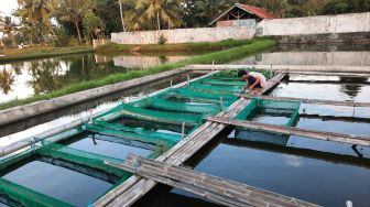 Tingkatkan Produksi, Balai Besar Ikan Air Tawar akan Dibangun di Mesuji
