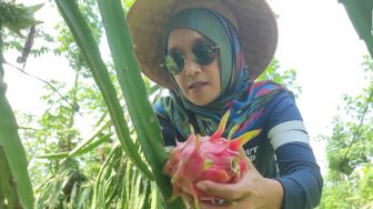 Keren! Mahasiswa Banyuwangi Temukan Aplikasi Bisa Deteksi Penyakit Buah Naga