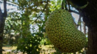 Mirip Buah Nangka, Berikut 5 Manfaat Cempedak yang Baik untuk Kesehatan