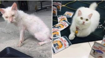 Viral Potret Kucing Dekil Diadopsi Pecinta Hewan, Kini Berubah Jadi Super Cantik