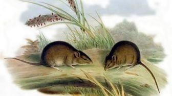 Hama Tikus Menggila di Gunungkidul, Mitos Prajurit Ratu Kidul dan Ingatan Tragedi Gaber