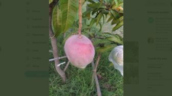 Tak Sengaja, Petani India Ini Tanam Mangga Termahal di Dunia