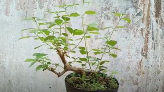 4 Jenis Tanaman yang Cocok Dijadikan Bonsai, Mudah Dirawat dan Dibentuk