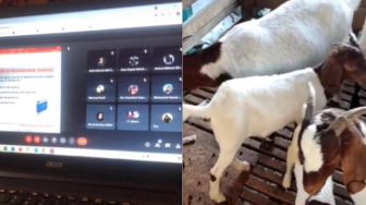 Viral Mahasiswa Tak Hadir Kelas Online, Ternyata Urus Kambing yang Melahirkan