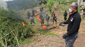 Wadir Tipid Narkoba Bareskrim Polri Kombes Pol Jayadi (kanan) bersama tim gabungan dan masyarakat membakar tanaman ganja di kawasan Gunung Leuser, Beutong, Nagan Raya, Aceh, Rabu (30/6/2021).  ANTARA FOTO/Syifa Yulinnas