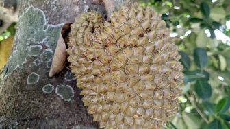 Warga Ponorogo Digegerkan Pohon Nangka Berbuah Durian