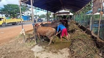 Amburadul dan Tak Taat Prokes, DKPP Batam Peringatkan Puluhan Penjual Hewan Kurban