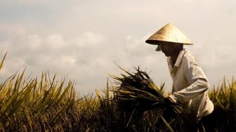 Miris, Petani Nangis Sesenggukan Lihat yang Terjadi dengan Ladangnya, Ada Apa?