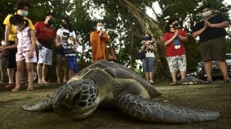 Biksu memimpin doa sebelum melepaskan dua ekor penyu di Pantai Kalasey, Minahasa, Sulawesi Utara, Minggu (4/7/2021). [ANTARA FOTO/Adwit B Pramono]