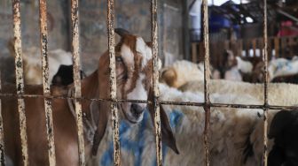 Hewan kambing yang dijual untuk kurban di Pasar Kambing, Tanah Abang, Jakarta Pusat, Rabu (7/7/2021). [Suara.com/Alfian Winanto]