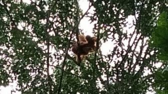 Orangutan Tapanuli Rusak Pohon Durian Masyarakat