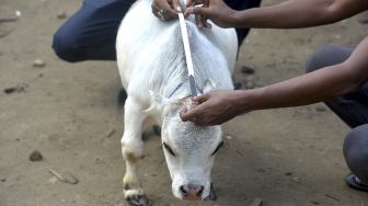 Warga mengukur seekor sapi kerdil bernama Rani di sebuah peternakan sapi di Charigram, Ashulia, Savar, Bangladesh, pada (6/7/2021). [Munir Uz zaman / AFP]