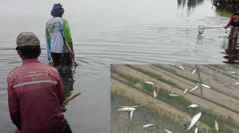 Fenomena Langka, Ikan di Danau Diatas Kabupaten Solok Mendadak Jinak dan Mudah Ditangkap