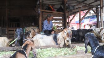 Pedagang memotong pakan kambing di Pasar Kambing, Tanah Abang, Jakarta Pusat, Rabu (7/7/2021). [Suara.com/Alfian Winanto]