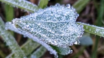 Kawasan Dieng Tertutup Es, Suhu -1 Derajat Celcius