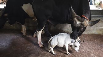 Seekor sapi domestik berdiri di sebelah sapi kerdil bernama Rani di sebuah peternakan sapi di Charigram, Ashulia, Savar, Bangladesh, pada (6/7/2021). [Munir Uz zaman / AFP]