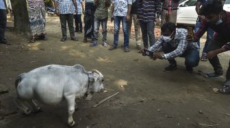 Warga memotret seekor sapi kerdil bernama Rani di sebuah peternakan sapi di Charigram, Ashulia, Savar, Bangladesh, pada (6/7/2021). [Munir Uz zaman / AFP]